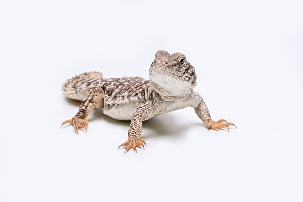 Uromastyx on white background