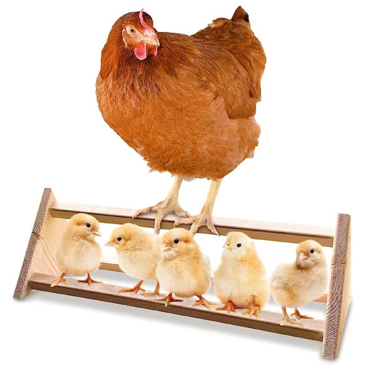 Backyard Barnyard Chicken Perch