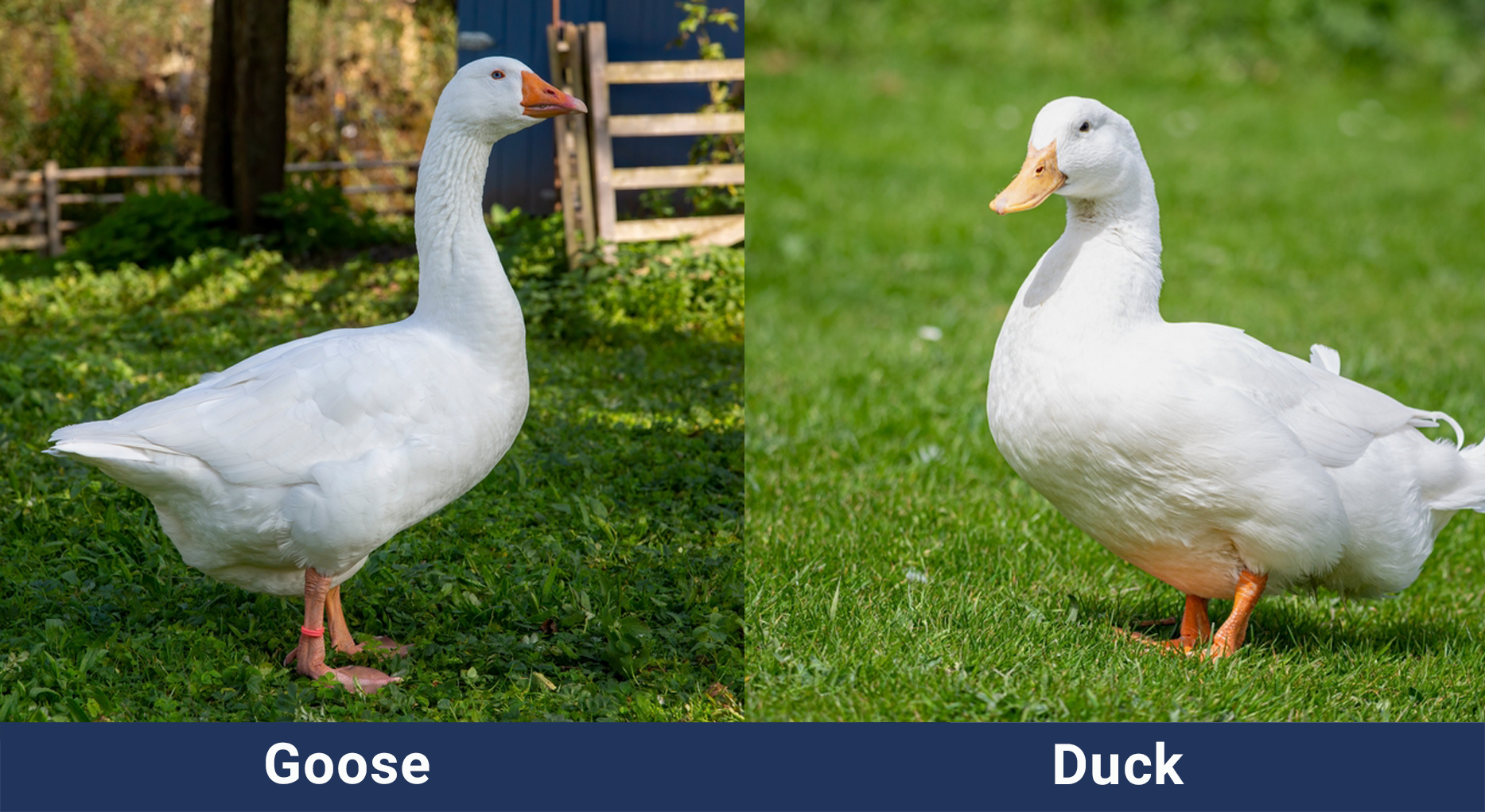 Goose Vs Duck SIde By Side