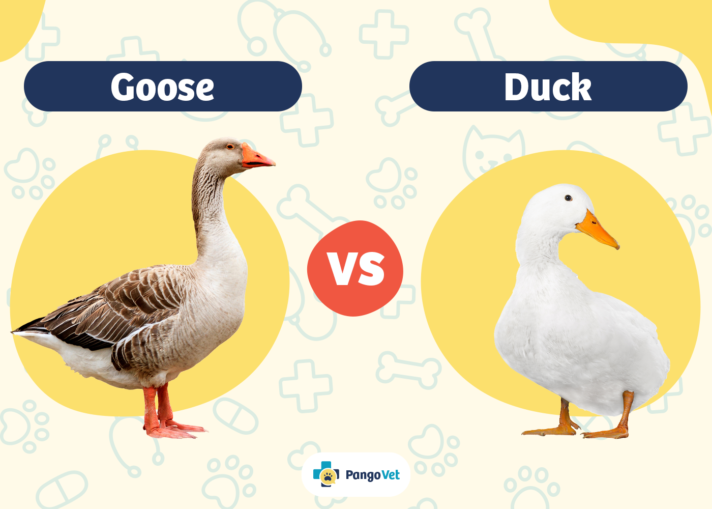 Goose Vs Duck