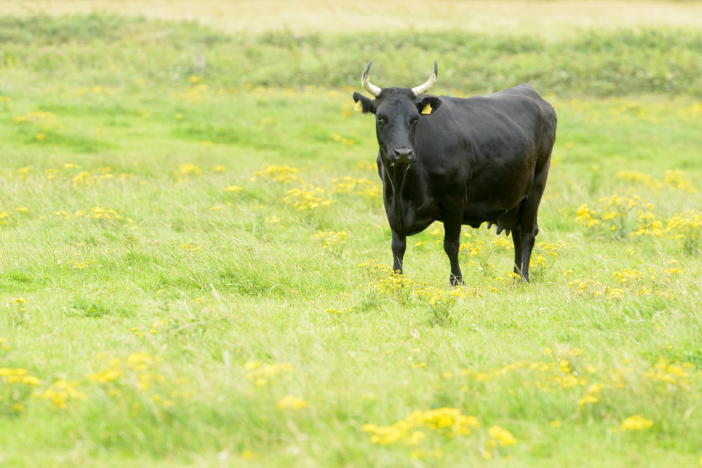 Kerry cattle