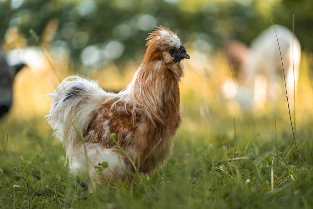 Silkie Chicken on grass