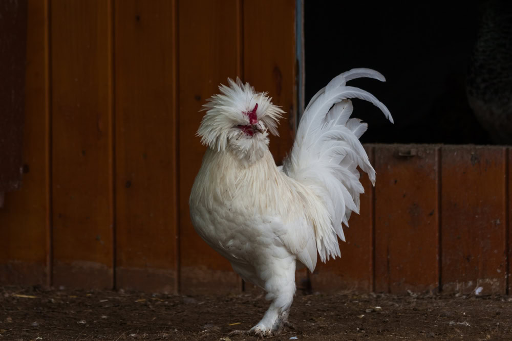 a magnificent sultan chicken