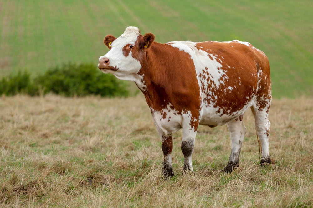 ayrshire cattle