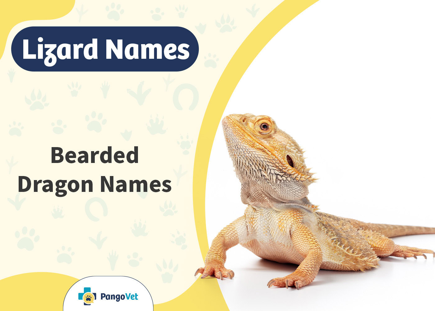 PangoVet_Bearded Dragon Names