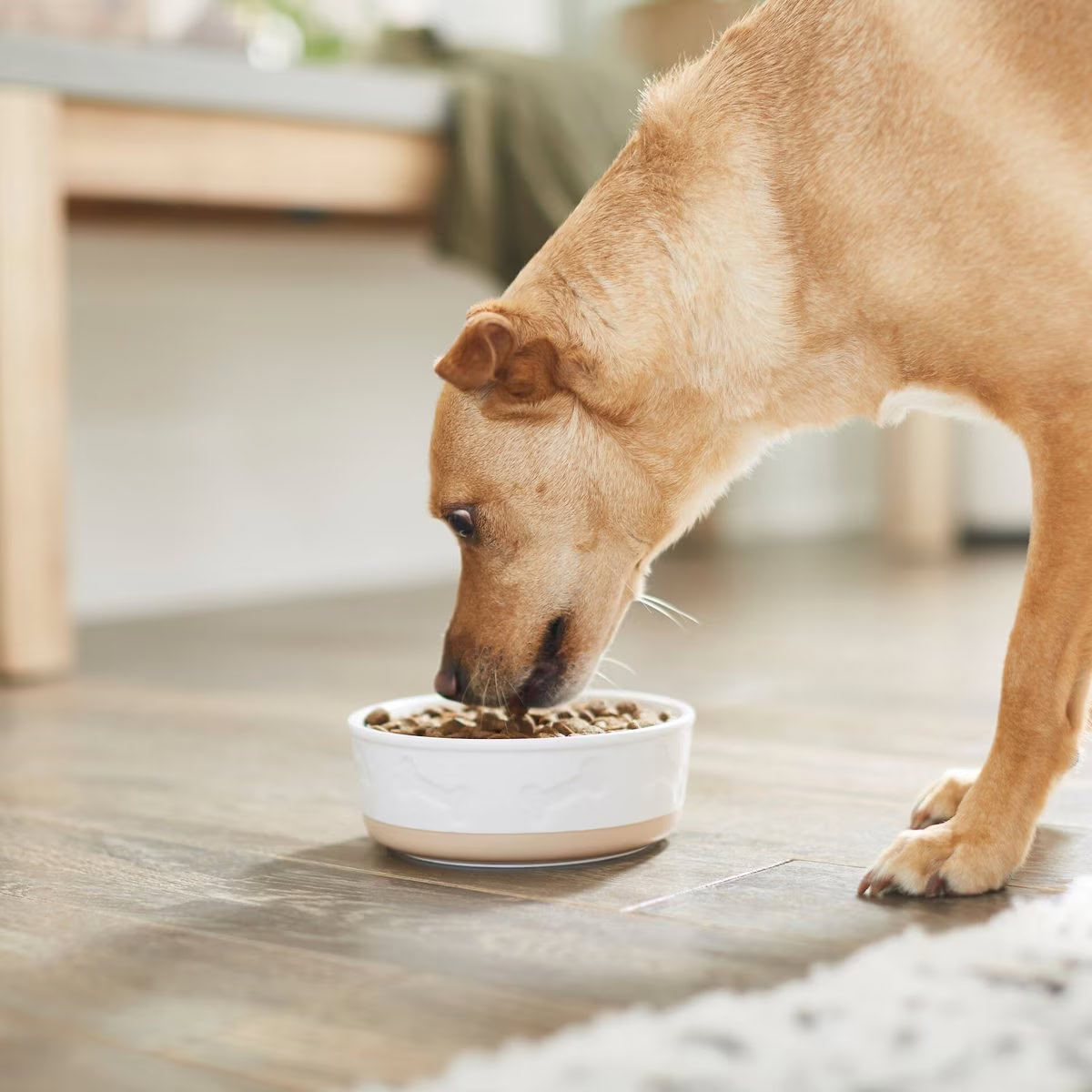 Frisco Bones Non-skid Ceramic Dog Bowl