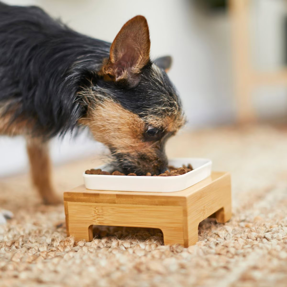 Frisco Square Melamine Dog with Bamboo Stand