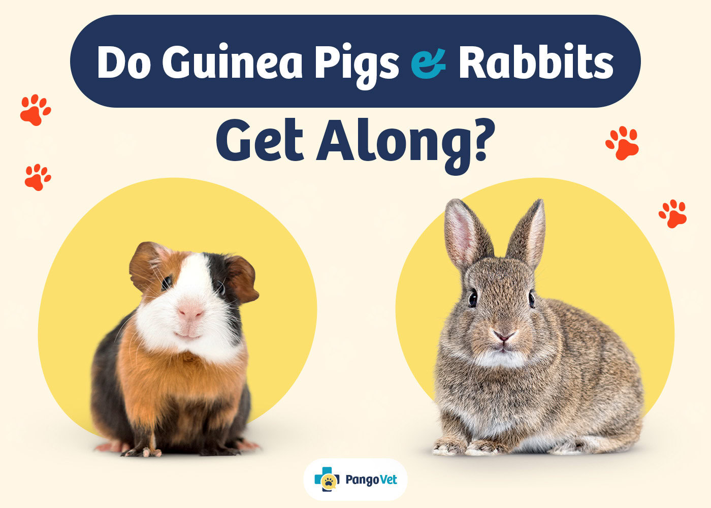 PangoVet_Guinea Pigs & Rabbits Get Along_v1_Aug 12 2024