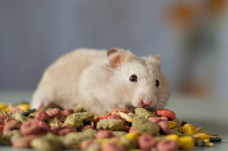 Hamster on top of food pellets