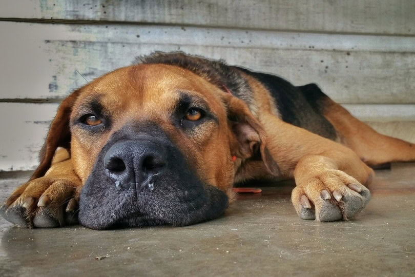 A dog with a wet nose