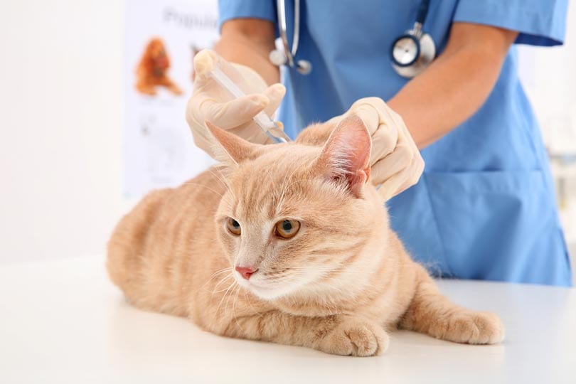 Cat getting vaccinated