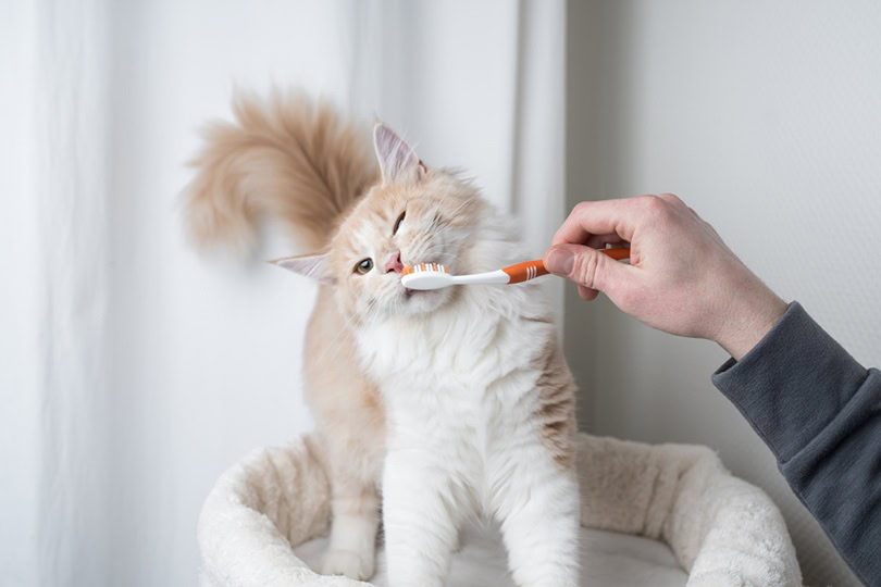 A cream colored Maine Coon Cat getting teeth brushed by owner