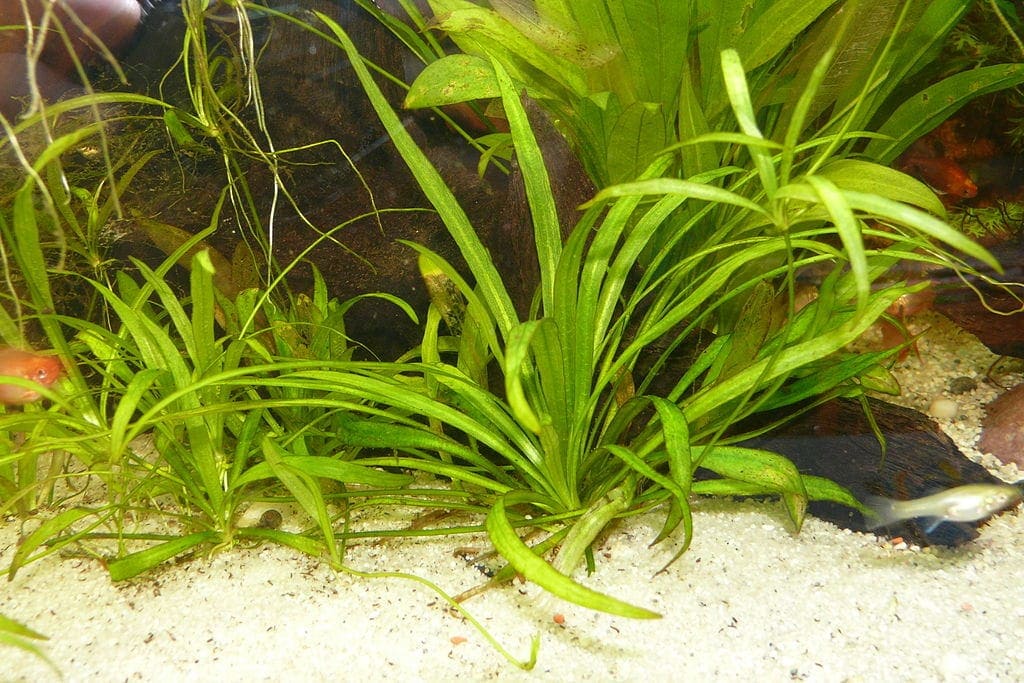 Echinodorus / Amazon sword