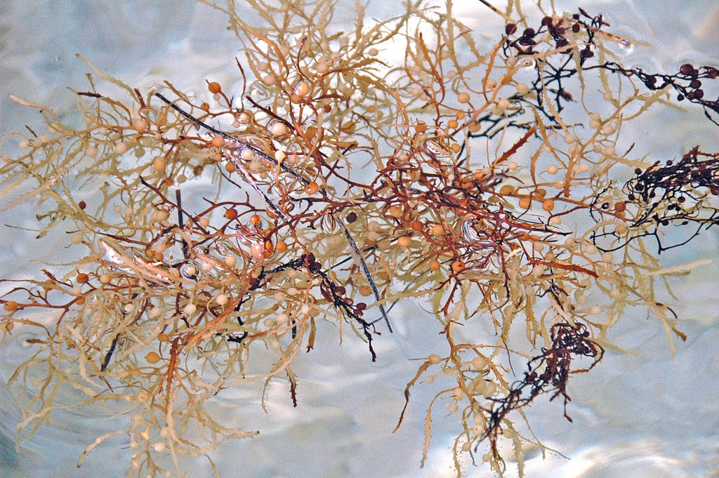 brown algae