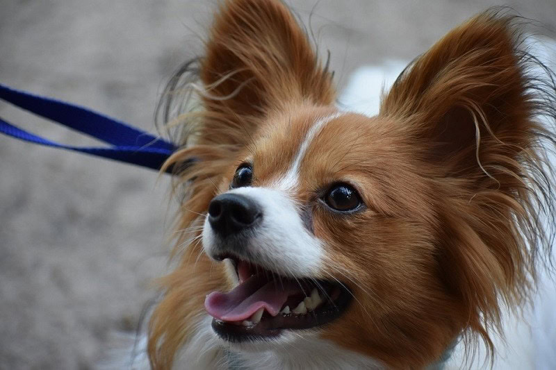 10Papillon
