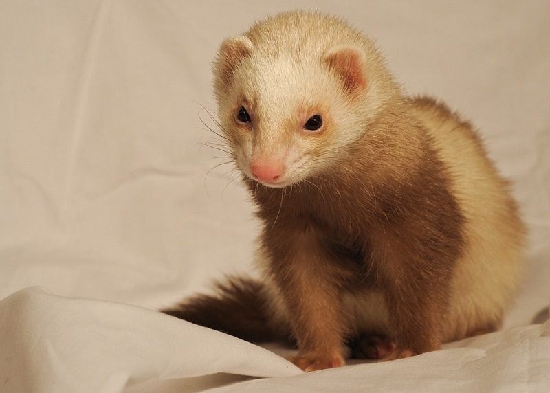 11Ferrets