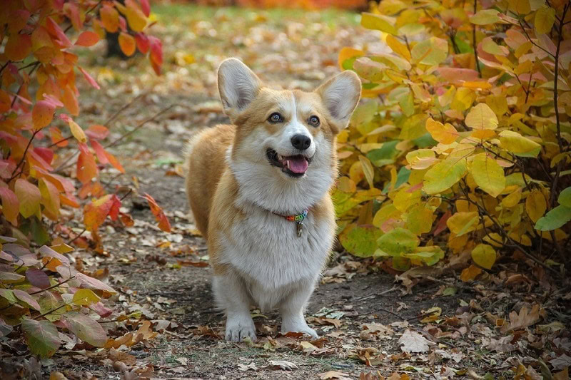 11Pembroke Welsh Corgi