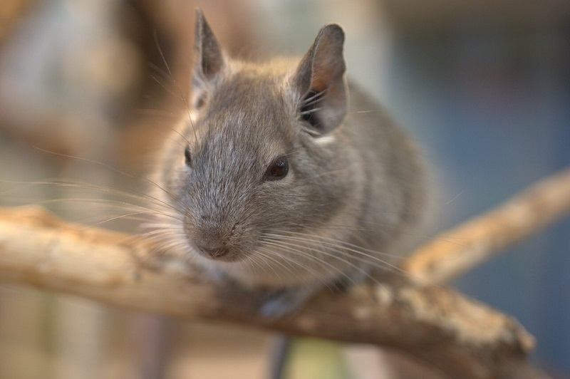 14Chinchilla