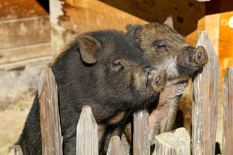 16Potbellied Pig