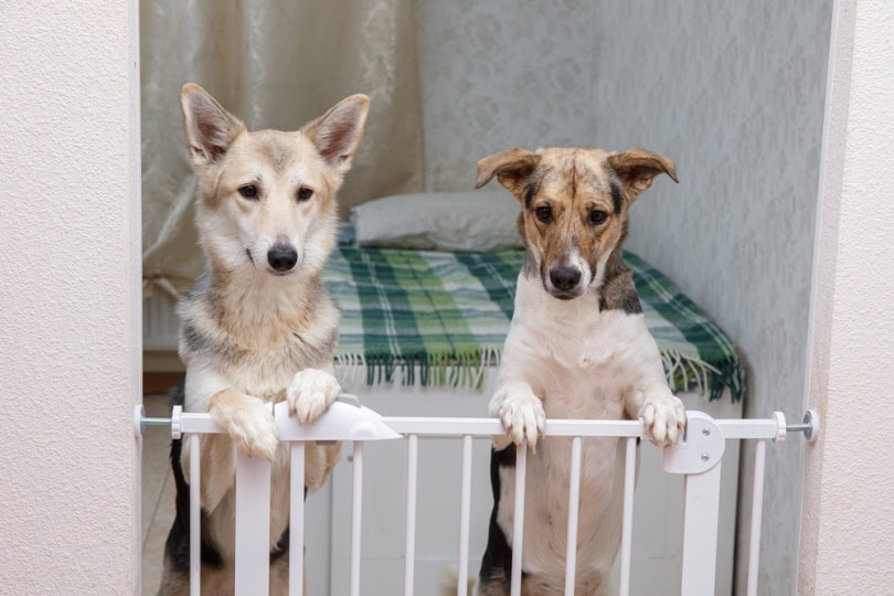 2 dogs behind safety rails