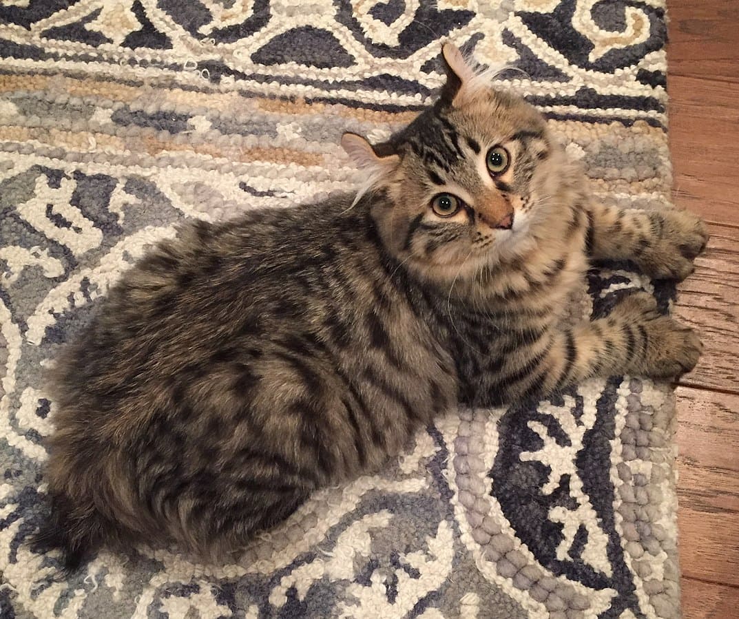 2017-Highlander-Cat-Sherlock