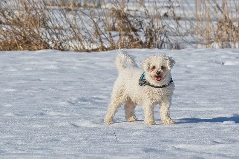 Bichon Frise_Antranias, Pixabay