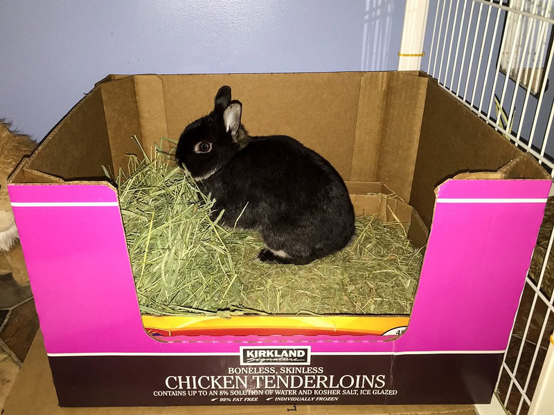 Rabbit Litter
