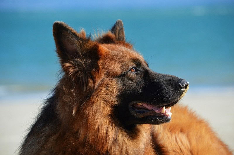 2german shepherd