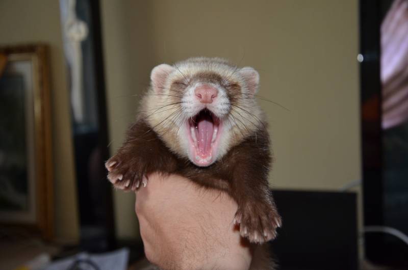 3 month old ferret yawns