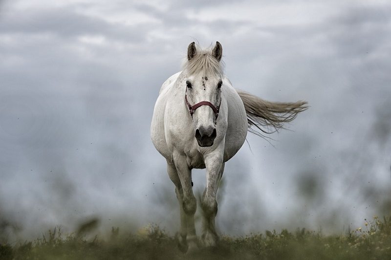 5horse