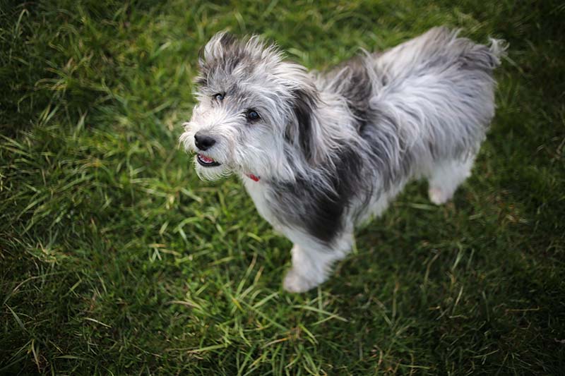 6 Month Old Blue Merle Mini Aussiedoodle Puppy