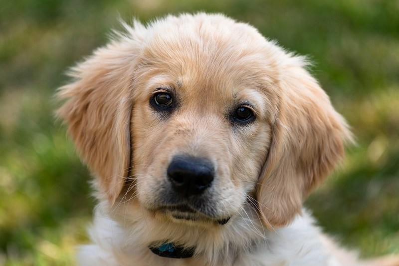 6labrador