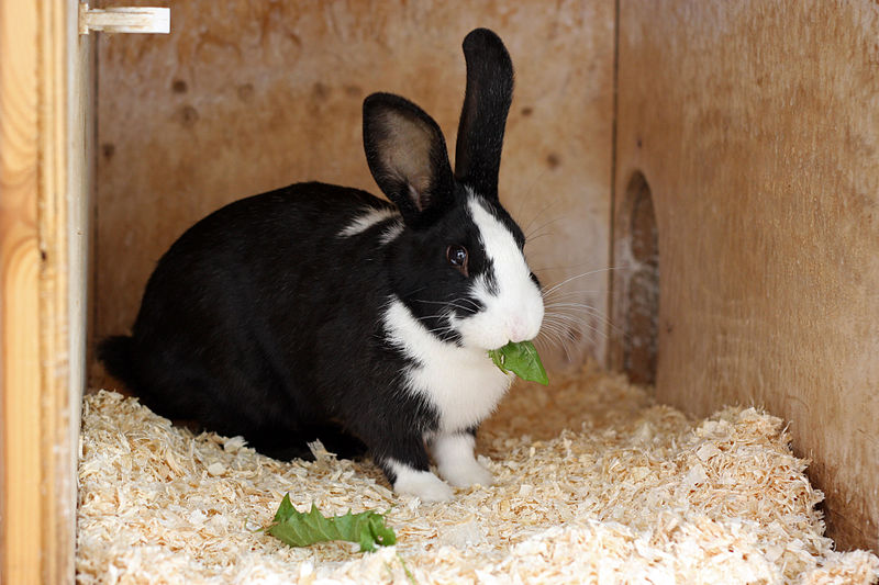 Black and White Rabbit