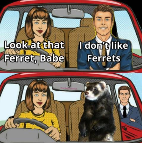 A Ferret’s Love Is All You Need