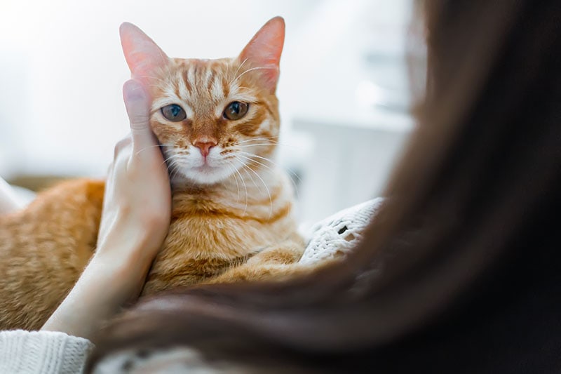 A Red cat on the arms of a girl. A girl is stroking a cat. Cat humming in her arms