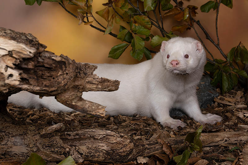 A White European mink or nerts from a fur farm in an autumn forest landscape