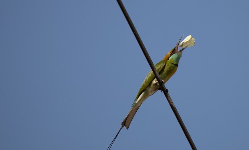 A bird eats a butterfly