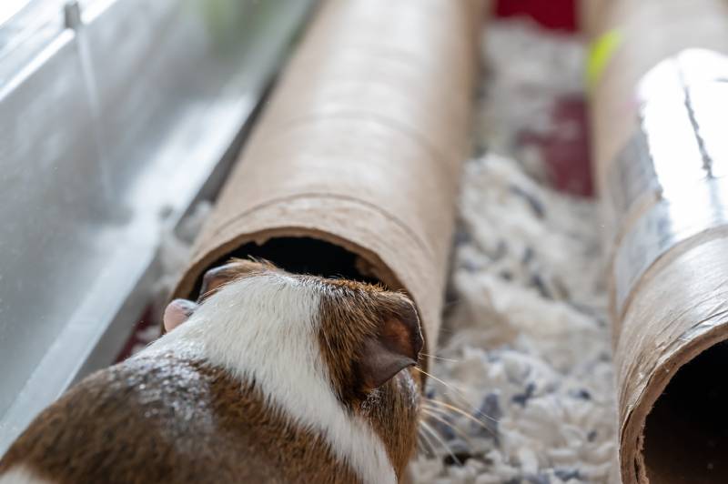 A curious Guinea pig playing with a cardboard tube used for enrichment and stimulating entertainment