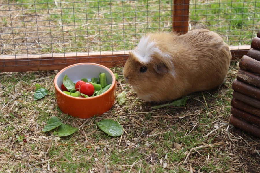 A cute guinea pig eating lunch_RJM Bishop_shutterstock