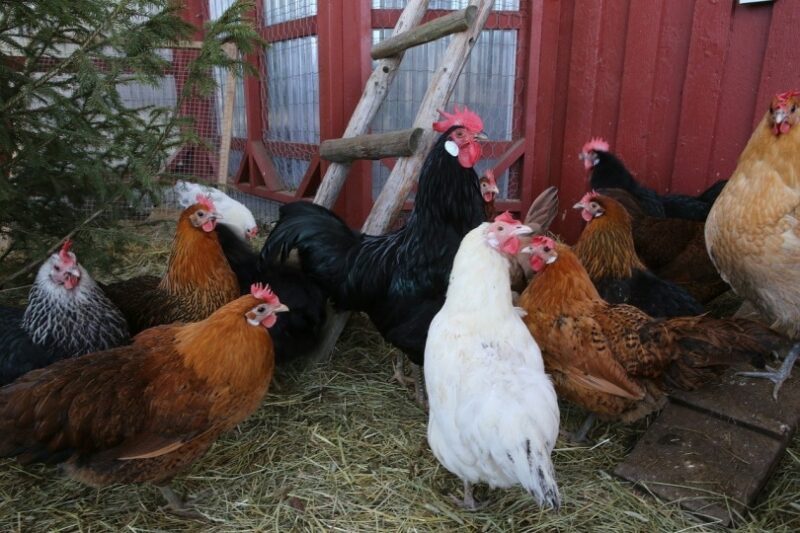 A flock of chickens inside a coop