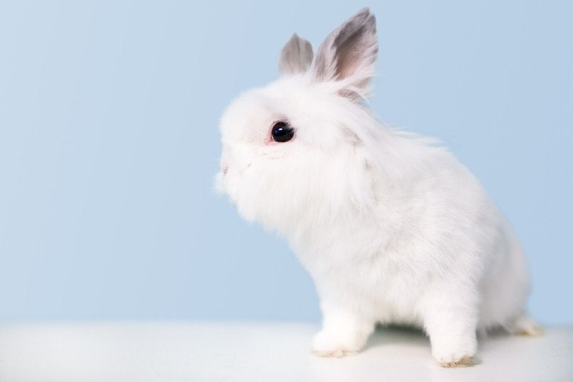 A fluffy white Jersey Wooly rabbit