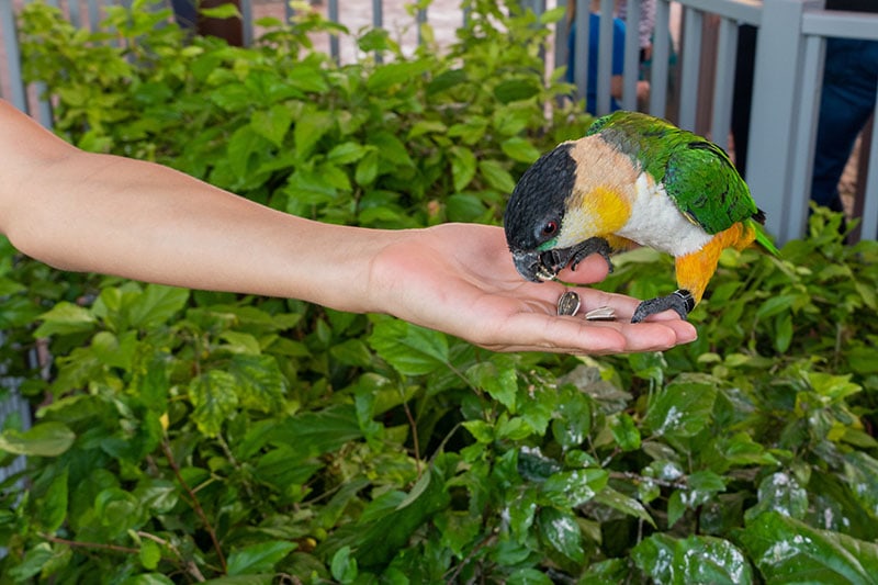 A pet black-headed parrot (Pionites melanocephalus) close up eating seeds out of a child's hand.