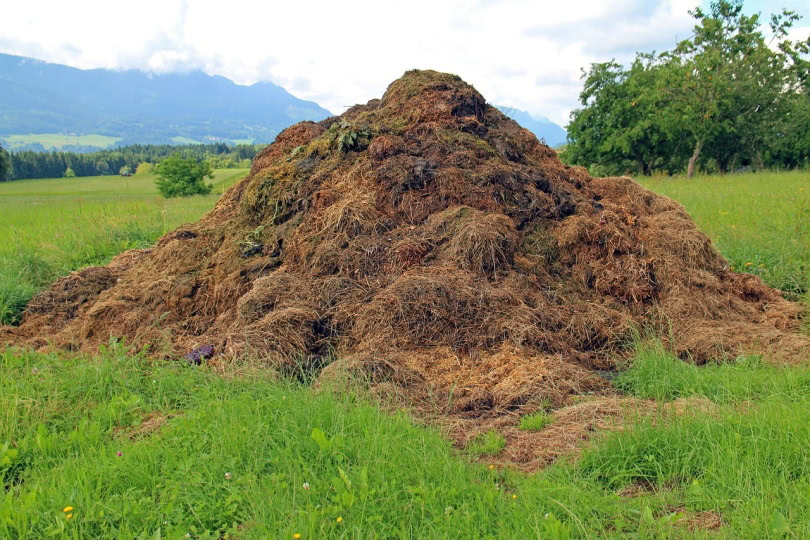 A pile of horse dung