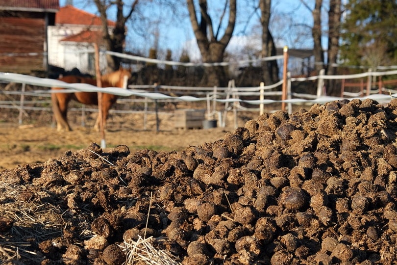 A pile of horse manure