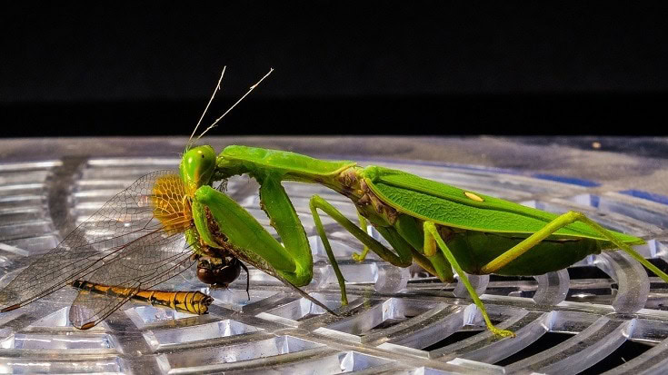 A praying mantis eating