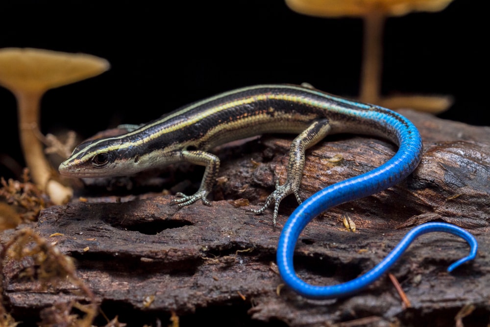 A skink