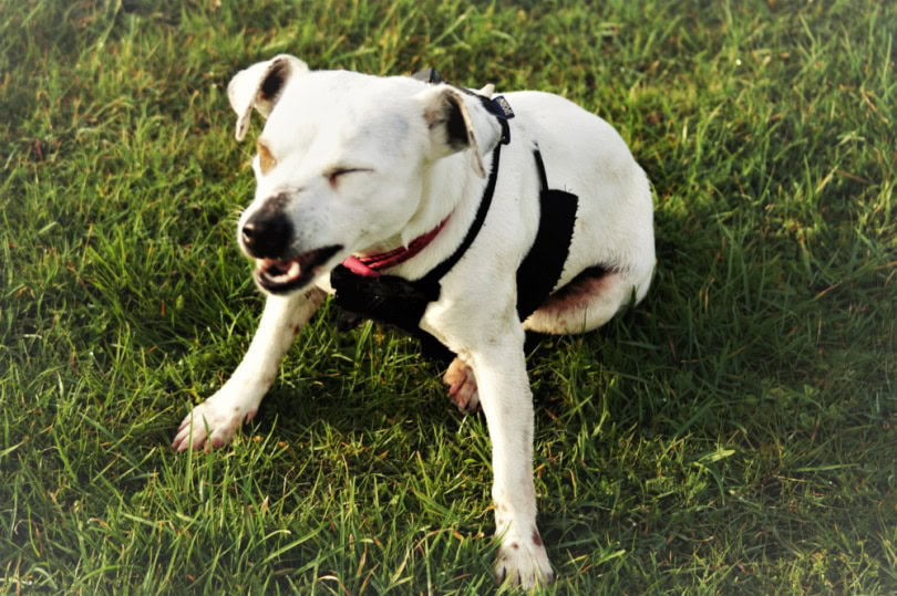 A sneezing dog