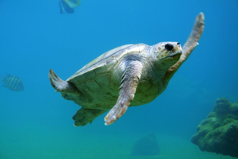 A turtle swimming in deep waters