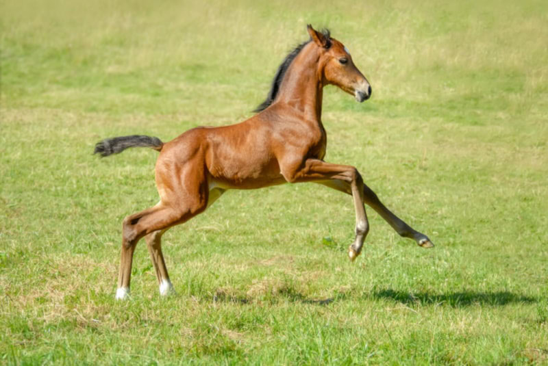 A young Rhenish Warmblood galloping