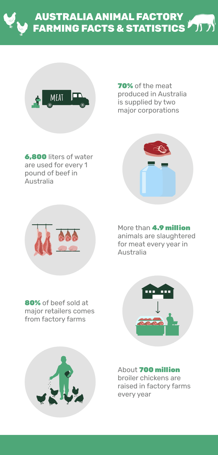 AUSTRALIA_ANIMAL_FACTORY_FARMING_FACTS_&_STATISTICS